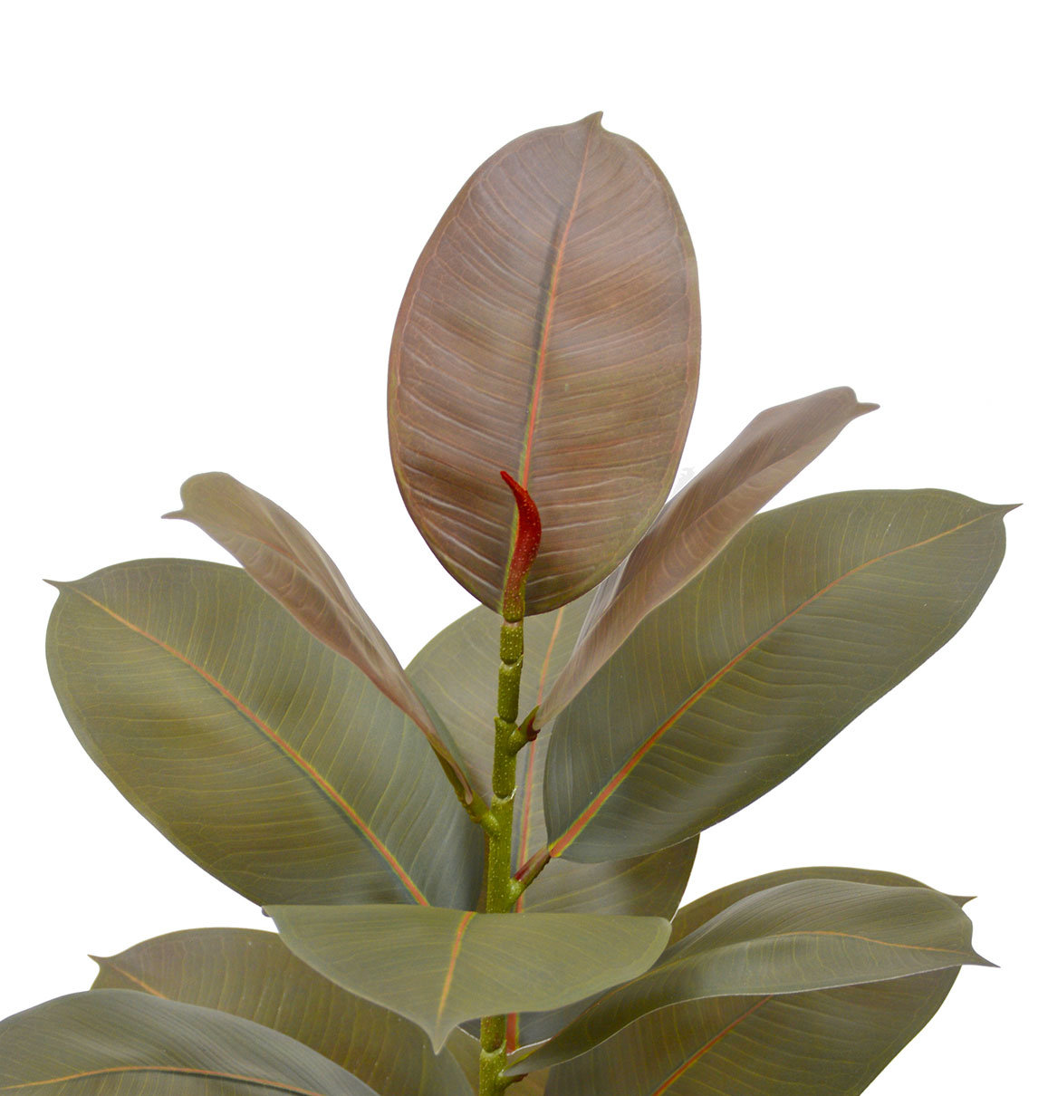 Rubber Plant- Burgundy 70cm