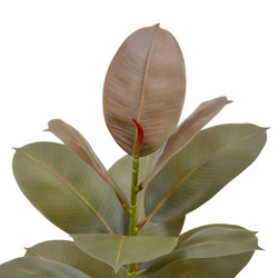 Rubber Plant- Burgundy 70cm - artificial plants, flowers & trees - image 1