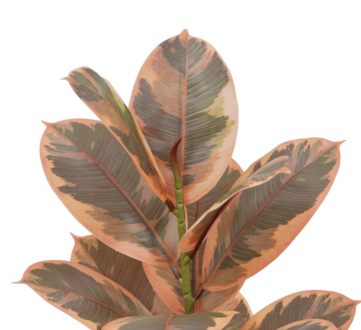 Rubber Plant 1.2m 