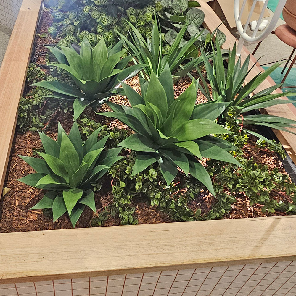 Agave UV- Lge [unpotted]