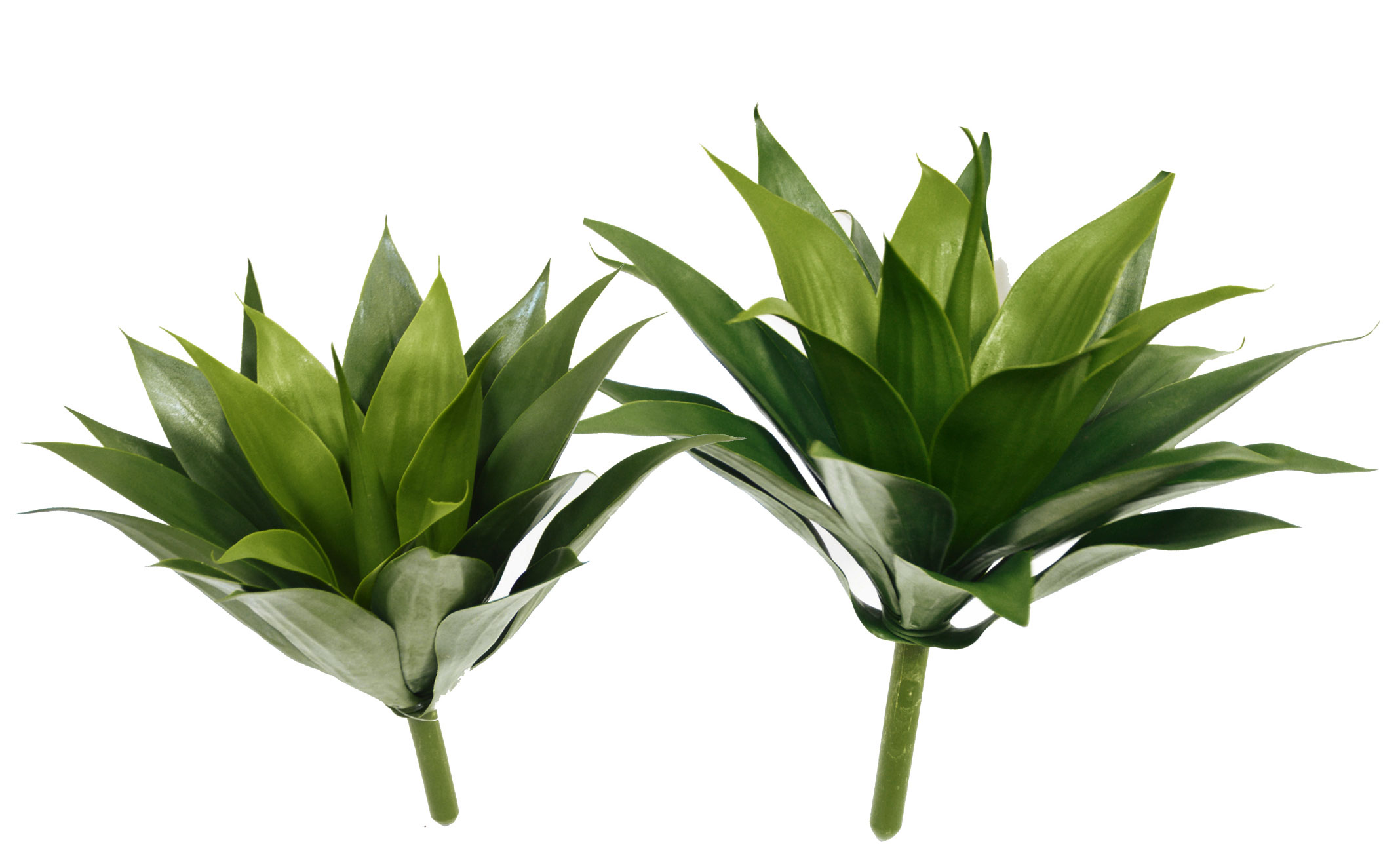 Agave UV- Lge [unpotted]