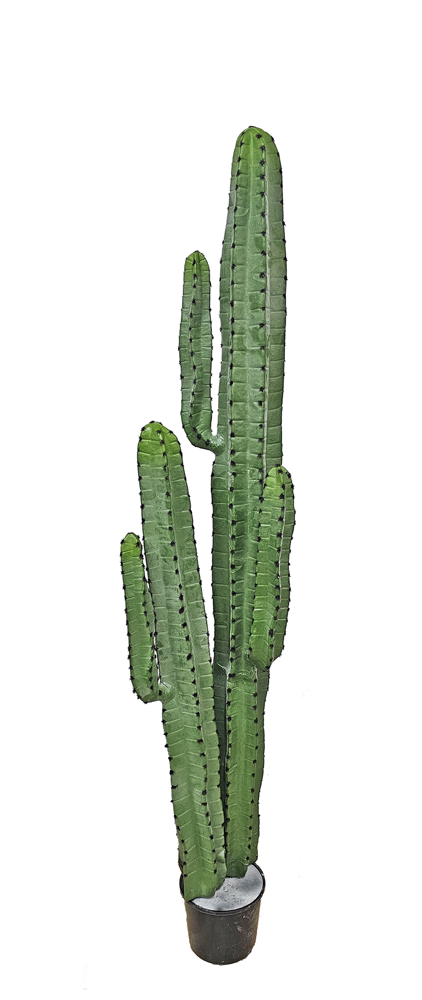 Cactii- Arizona Cactus 1.6m dbl-stem