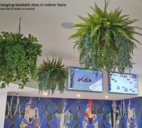 Tavern revamp gets a finishing-touch of green!