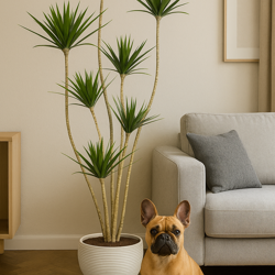 Dracaena Marginata Tree- 2m with 6 heads   - artificial plants, flowers & trees - image 5