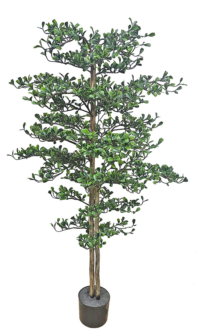 Black Olive Tree 1.5m UV-rated