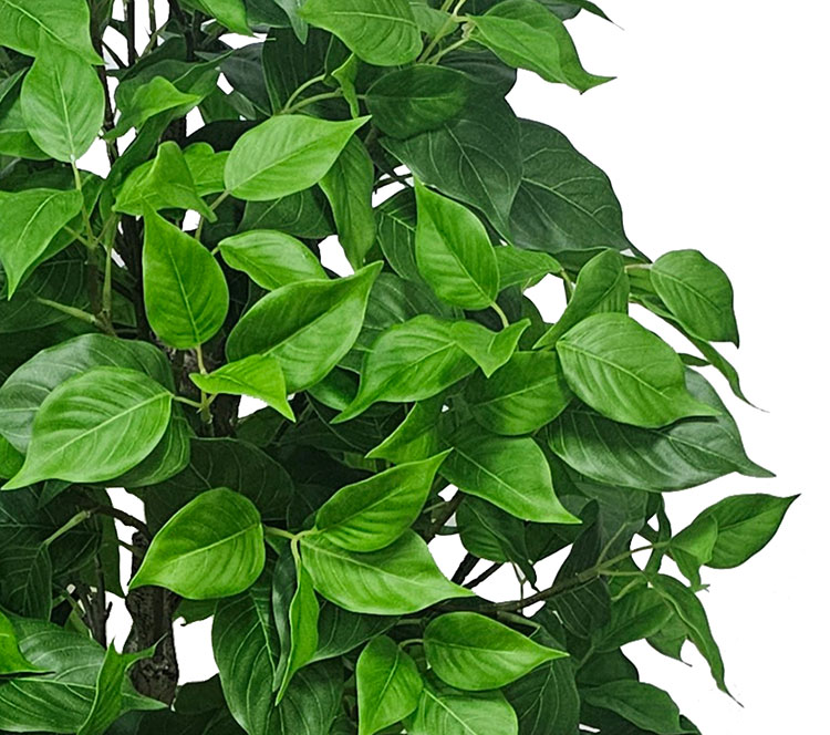 Bodhi Tree 1.5m (Buddha Tree)