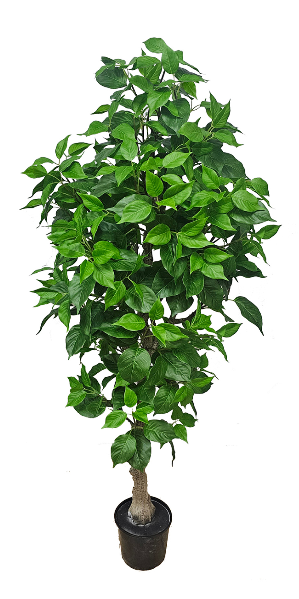 Bodhi Tree 1.5m (Buddha Tree)