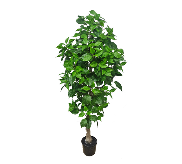 Bodhi Tree 1.5m (Buddha Tree)