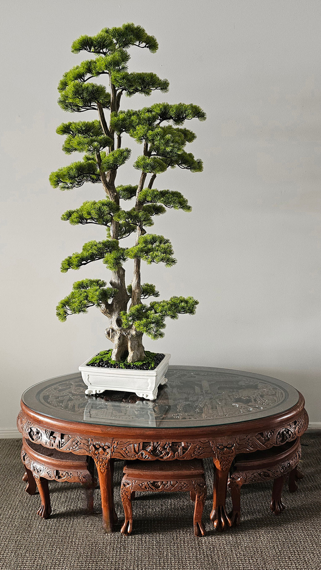 Bonsai Pine- xlge