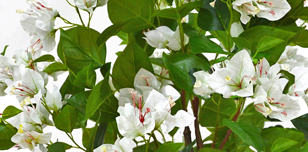 Bougainvillea Topiary- 1.5m white