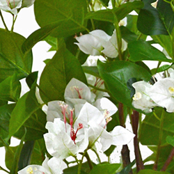 Bougainvillea Topiary- 1.5m white - artificial plants, flowers & trees - image 1
