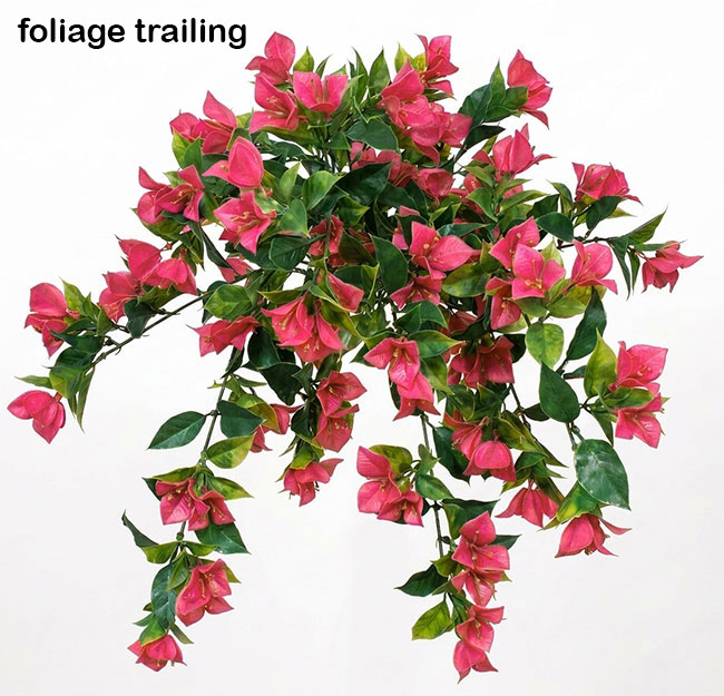 Bouganvillea trailing Plant UV 