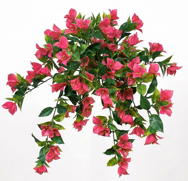 Bouganvillea trailing Plant UV 