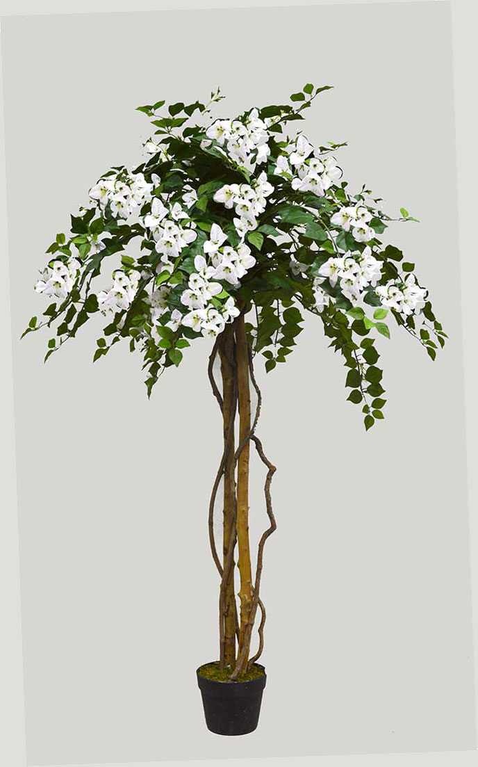 Bougainvillea Topiary- 1.6m light pink