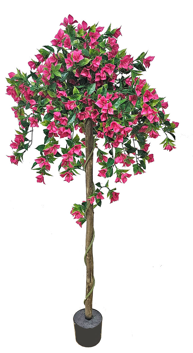 Bougainvillea Topiary- UV 1.6m 