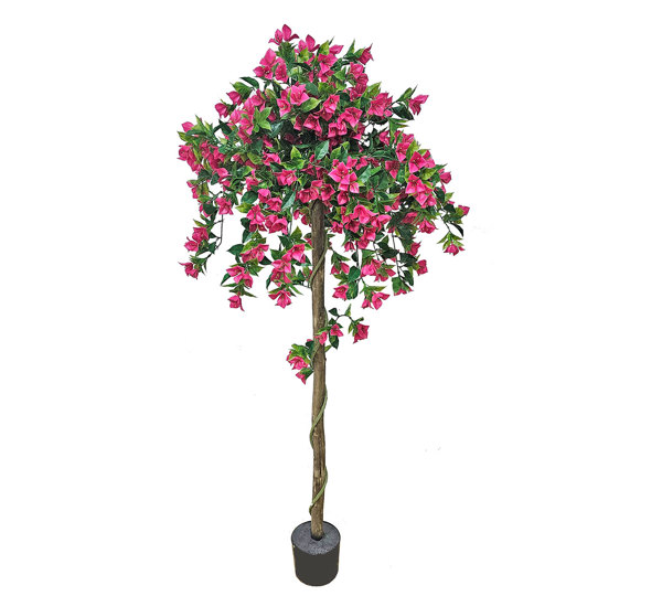 Bougainvillea Topiary- UV 1.6m