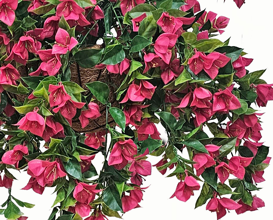 Bougainvillea Topiary- UV 1.6m 
