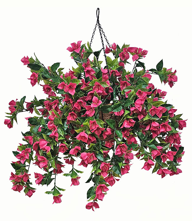 Hanging Baskets- Bougainvillea UV- med