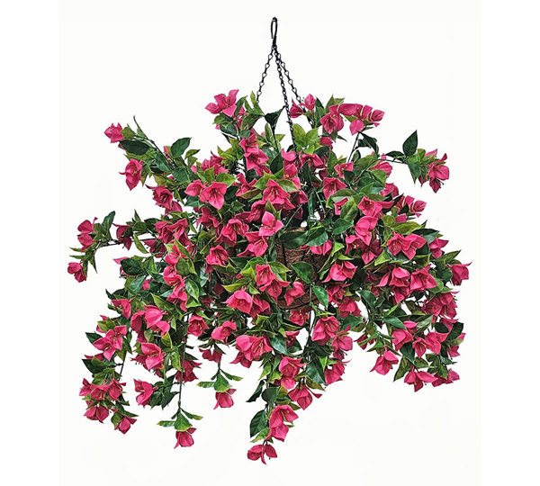 Hanging Baskets- Bougainvillea UV- med