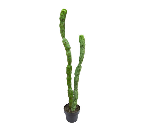 Cactii- Baja Cactus 1.9m double-stem