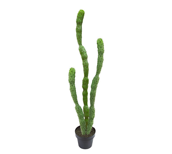 Cactii- Baja Cactus 1.9m triple-stem