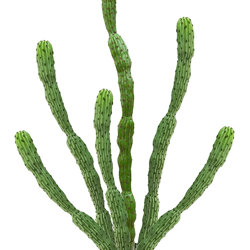 Cactii- Baja Cactus 1.9m triple-stem    - artificial plants, flowers & trees - image 2