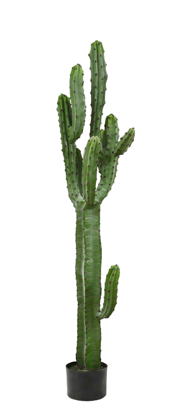 Cactii- Candelabra Cactus 1.65m 