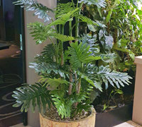 Stunning RSL Refurb finished off with a Green-Makeover...