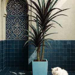 Yucca 'shiraz' Plant 1.6m double - artificial plants, flowers & trees - image 2