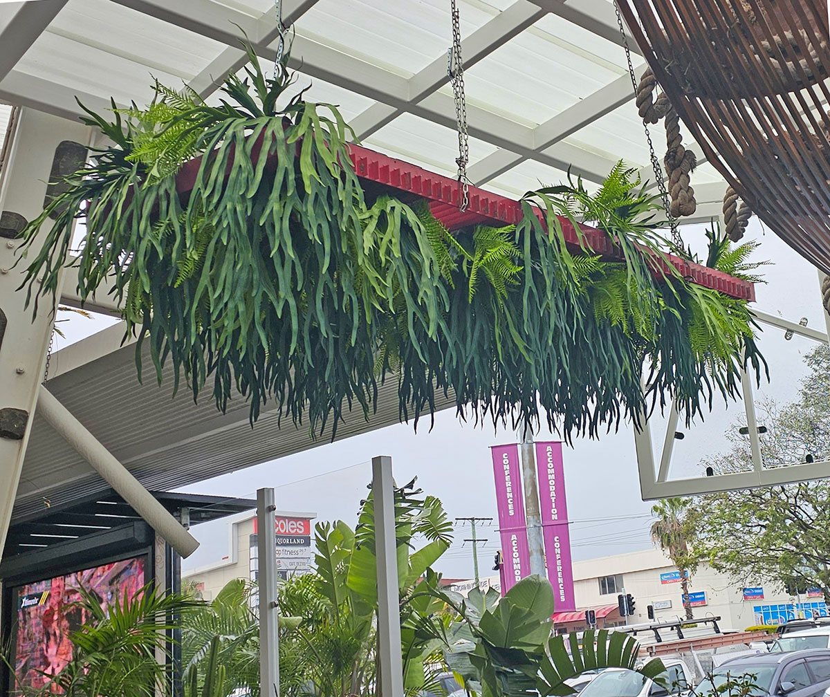 Staghorn Fern in pot