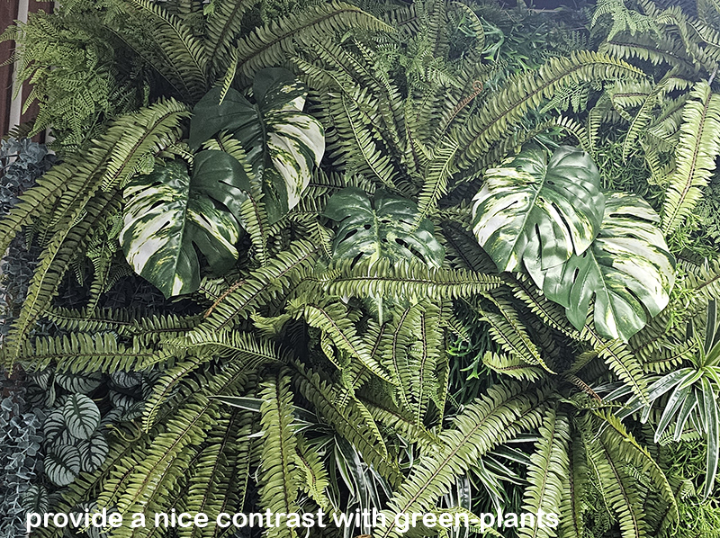 Monsterio Varegated Plant 60cm x 10 lvs 