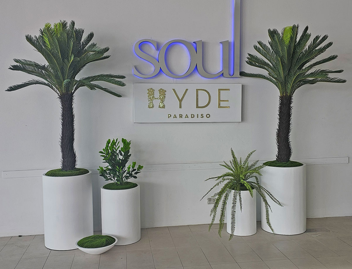Entrance Feature Cycad palms