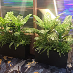 Diefenbachia Plant 90cm - artificial plants, flowers & trees - image 2