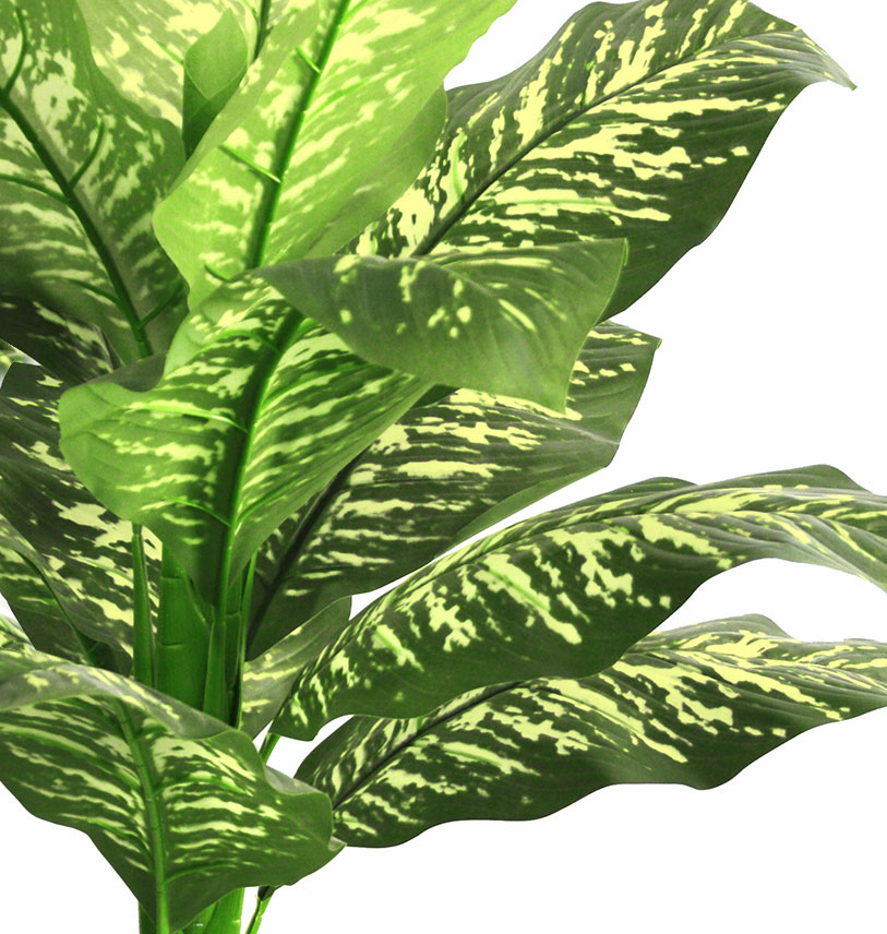 Diefenbachia Plant 90cm