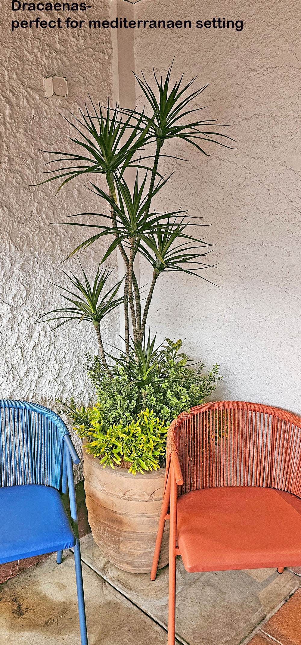 Dracaena Marginata Tree- 2m with 6 heads  