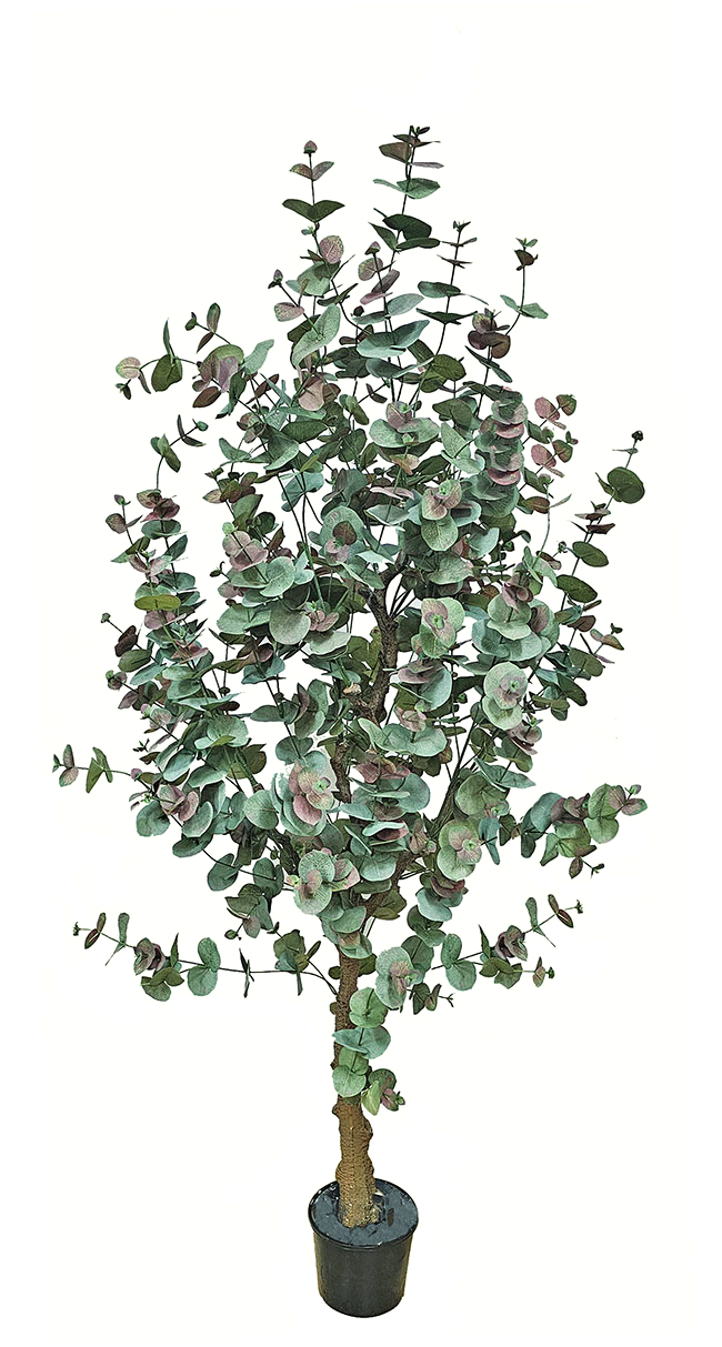 Eucalyptus 'Sweet Gum' 1.8m