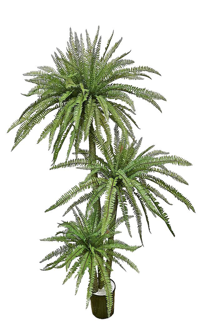Fern Palm 1.75m triple-stem