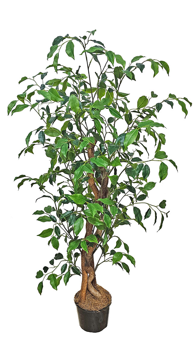 Mini-Ficus 'benji' 1.3m