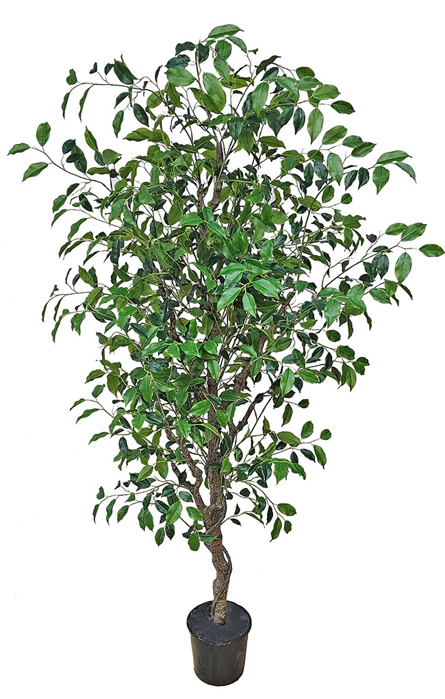 Mini-Ficus 'benji' 2m