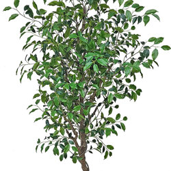 Mini-Ficus 'benji' 2m - artificial plants, flowers & trees - image 2