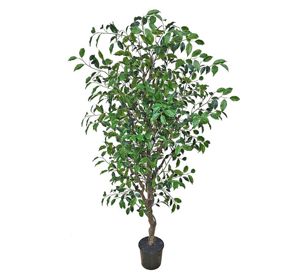 Mini-Ficus 'benji' 2m