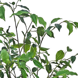 Mini-Ficus 'benji' 1.3m - artificial plants, flowers & trees - image 1