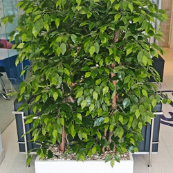 Trough Planters- with Weeping Ficus UV 1.7m tall  - artificial plants, flowers & trees - image 2