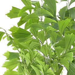 Fish-Tail Palm 1.8m - artificial plants, flowers & trees - image 1