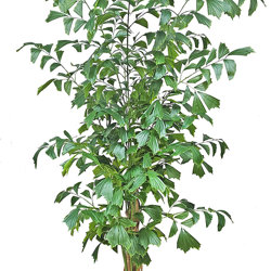 Fish-Tail Palm 2.2m delux - artificial plants, flowers & trees - image 4