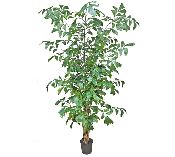 Fish-Tail Palm 2.2m delux