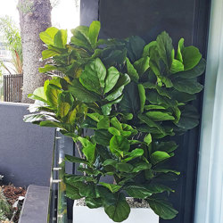 Trough Planters- with Fiddle-Leaf Ficus 1.7m tall - artificial plants, flowers & trees - image 3