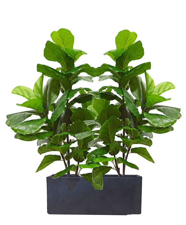 Trough Planters- with Fiddle-Leaf Ficus 1.7m tall
