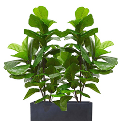 Trough Planters- with Fiddle-Leaf Ficus 1.7m tall - artificial plants, flowers & trees - image 4