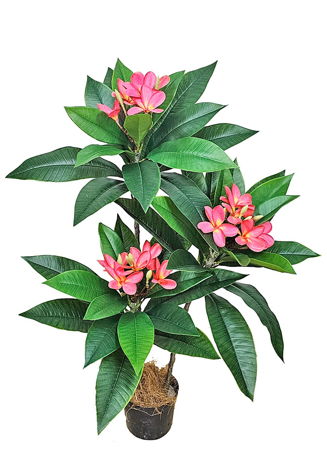 Franjipani- pink flowers 90cm 